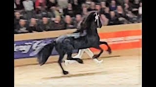 Julius 486 stallion inspection 2019 Friesian horse [upl. by Flita]