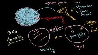 Bacterial culture [upl. by Weissman]