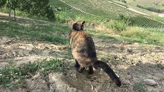 Cat Pooping In The Wild 4K [upl. by Trenton]