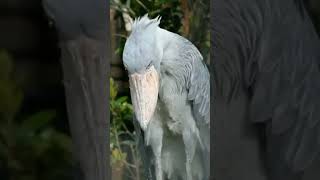 shorts  Shoebill Stork sounds like a PredatorAbu Marcoub birdAbu Marcoub birdflamingoStork [upl. by Airbas]