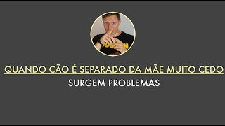 Quando o cão é separado da mãe muito cedo surgem problemas [upl. by Eugen405]