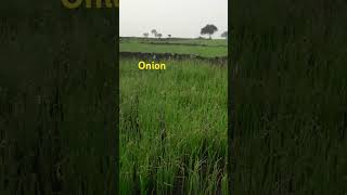 farming kannada nature onion farminglifeinanotherworld प्याज [upl. by Areik]