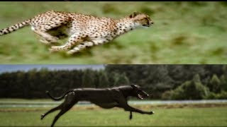 Cheetah vs Greyhound Speed Test  BBC Earth [upl. by Obmar388]