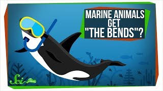 Why Dont Marine Animals Get quotThe Bendsquot [upl. by Gerrit]