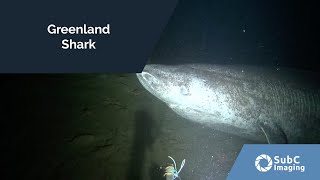 Greenland Shark [upl. by Sallad]