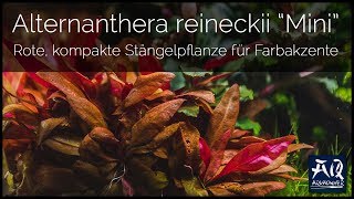 Alternanthera reineckii Mini vorgestellt  AquaOwner [upl. by Koo]