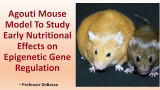 Agouti Mouse Model To Study Early Nutritional Effects on Epigenetic Gene Regulation [upl. by Gavrah]