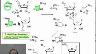 Enzymatic Hydrolysis of Phosphodiesters [upl. by Akino]