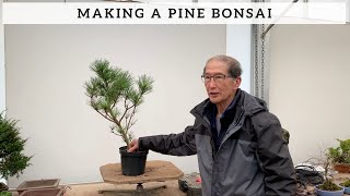 How To Make A Pine Bonsai [upl. by Doelling]