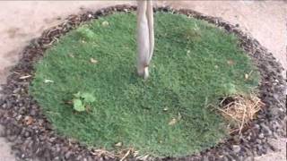 Spurge weed experiment  Living mulch and decorative ground cover or disaster waiting to happen [upl. by Chappelka785]