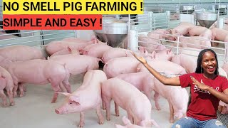 How To START A PIG FARM Business As A BEGINNER  DETAILED  2023 [upl. by Ogires]