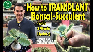 BONSAI SUCCULENT Dorstenia Foetida Variegated How to transplant with 3 weeks update [upl. by Saqaw]