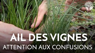 Ail des vignes  attention aux confusions [upl. by Enylodnewg]