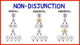 Chromosomal Abnormalities Aneuploidy and NonDisjunction [upl. by Artemla]