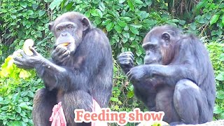 quotFeeding Show Chimps Eagerly Raise Their Hands for Treats from the Caretakerquot餵食秀！黑猩猩們爭先恐後舉手接食物！ [upl. by Airamas]