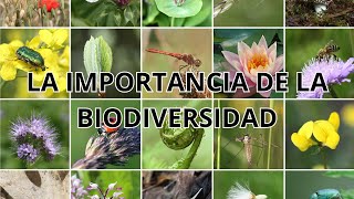 ¿Qué es la biodiversidad y por qué es tan importante [upl. by Glantz]