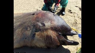 A mysterious creature that washed ashore on an African beach has left scientists baffled [upl. by Kin188]