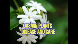 Jasmine Plant Care Instructions [upl. by Chrissa483]