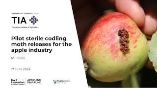 Sterile Codling Moths for Australian Apples webinar 2024 [upl. by Berna]