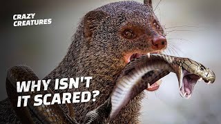 How Does This Tiny Mongoose Kill King Cobras [upl. by Feldstein547]