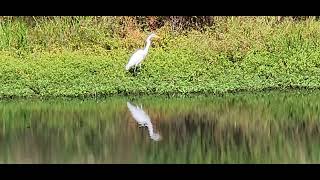 Egret amp Beautiful Reflections in a Small Pond [upl. by Aurore]