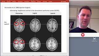 The psycholinguistics of bilingualism  neurolinguistics [upl. by Eicirtap]