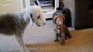 Bedlington Terriers Oscar amp Boris November 2015 2 [upl. by Enialem475]