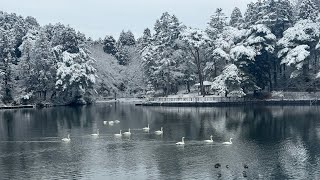 Last snow fall at Sendai [upl. by Aldwin]