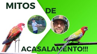 MITOS DE ACASALAMENTOS DE ROSELASCortes da Live [upl. by Imekawulo440]