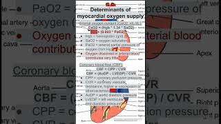 Determinants of myocardial oxygen supply [upl. by Aserehc]