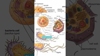 The Cell Biology 😃😃 shorts youtubeshorts biology [upl. by Saunder984]