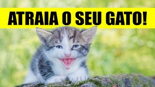 Atraia SEU GATO Compilado de MIADOS de GATOS  Sessão de Miados Para o Seu Gato 🐾😺 [upl. by Anitan58]