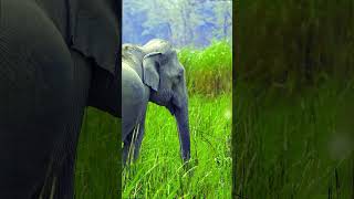 Sony a6400 wildlife photography wildlife elephant forest trending subscribe 1kcreator animals [upl. by Nea]