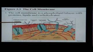 Anatomy and Physiology Help Chapter 3 The Cell [upl. by Bergman562]