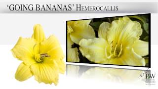 Proven Winners® Gardener Channel Proven Winners® Going Bananas Hemerocallis Daylily [upl. by Monjan]