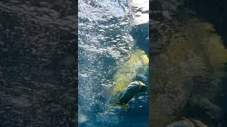 POV Catching a Mahi Mahi underwater fishingflorida deepseafishing dolphinfish seahunt [upl. by Jamesy]