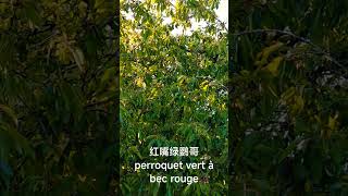 Perroquet vert à bec rouge 红嘴绿鹦哥 [upl. by Tat]