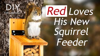 Make a backyard Squirrel Feeder I 4K [upl. by Monjo163]