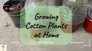 Grow Cotton Plants at Home Container Garden Cotton Plants How to Grow Cotton cottonplant [upl. by Paugh]