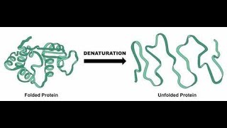 Protein Denaturation  Definition causes Mechanism Effects Examples [upl. by Bronson295]