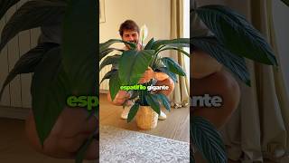 🤍 ¡Hablemos del Spathiphyllum Sensation 🤍 planttips spathiphyllum plantasdecasa plantslovers [upl. by Ayatnahs573]