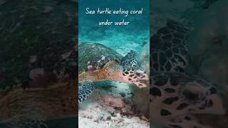 Sea turtle eating bubble coral relaxingtime shorts ytshorts [upl. by Toll]