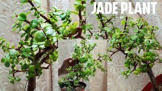 Portulacaria Afra Plant Cascad To Tree Shape With Wiring Pruning Reptting For Beginners [upl. by Coniah]