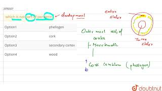 which is not part of periderm [upl. by Seeto511]