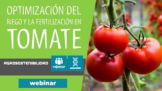 Cómo optimizar el riego y la fertilización del cultivo de tomate en invernadero [upl. by Aihsal508]