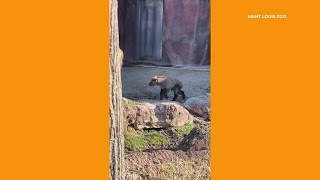 Saint Louis Zoo welcomes Sichuan takin Cornelia [upl. by Nnahs]