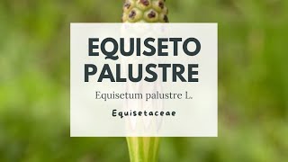 PIANTE TOSSICHE EQUISETO PALUSTRE  Marsh horsetail [upl. by Eseyt]