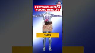 💪✅APRENDE LAS PARTES DEL CUERPO HUMANO EN INGLÉS 🚀Parte 2🚀 [upl. by Aratnahs]