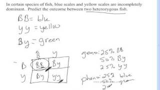 Incomplete Dominance and Codominance  A Quick Tutorial [upl. by Chernow472]