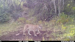 Predators III Bears Mountain lions bobcats [upl. by Heddie243]